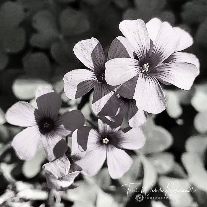 clover floral B&W