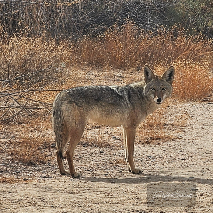 coyote