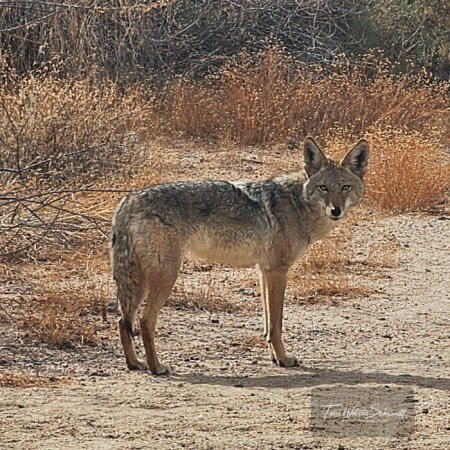 coyote