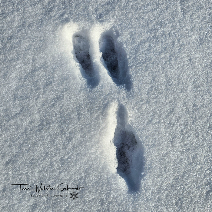 rabbit tracks