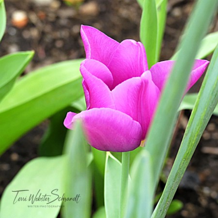 tulip