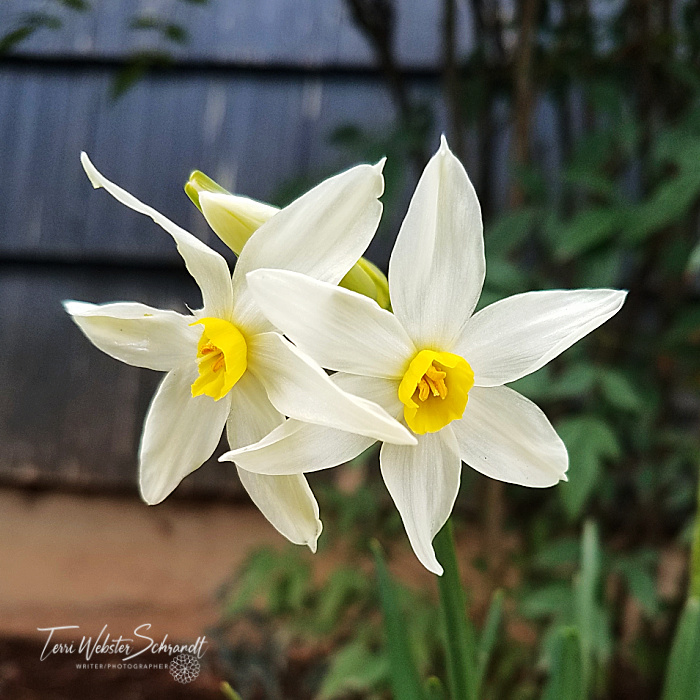 daffodil