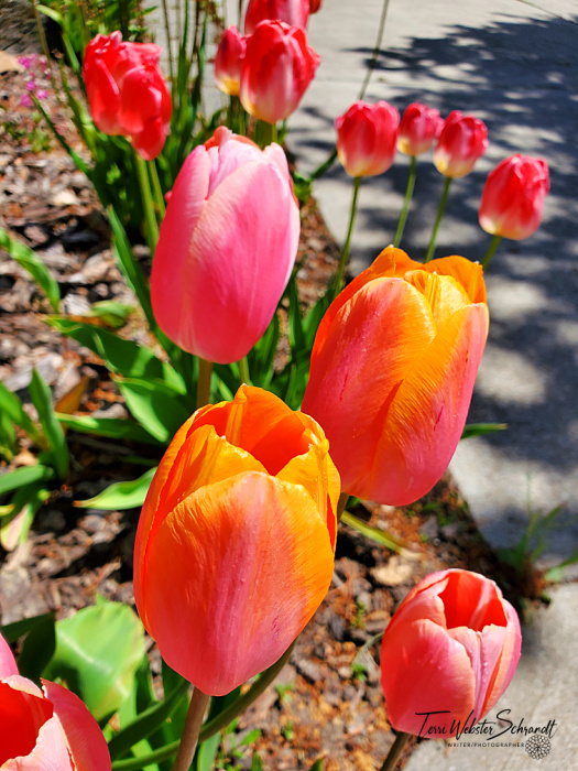 tulips
