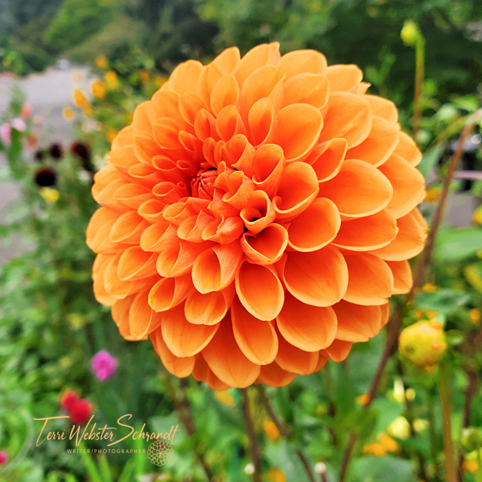 The Flower Hour #39: Something About Orange Flowers