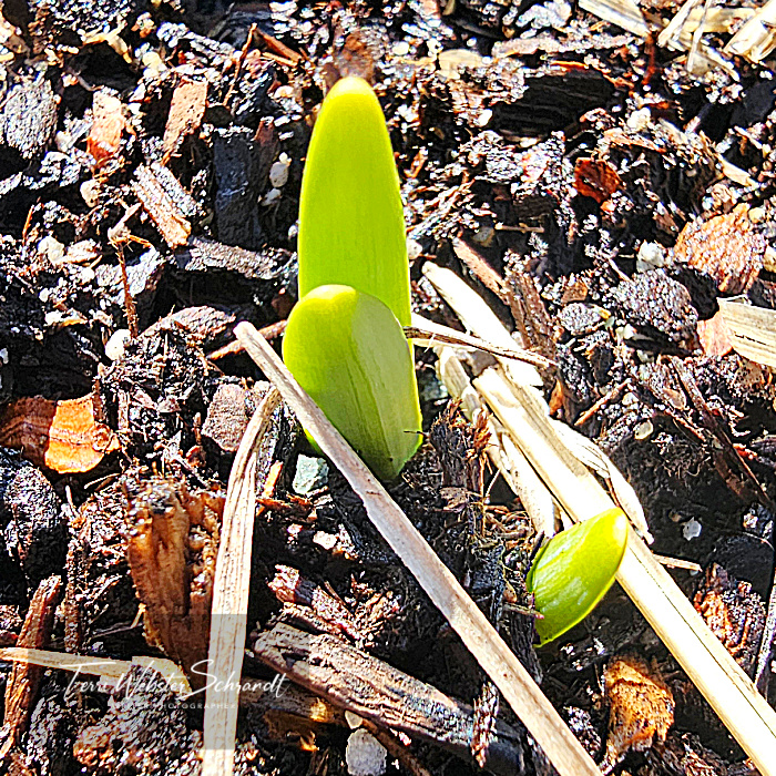 plant sprouts