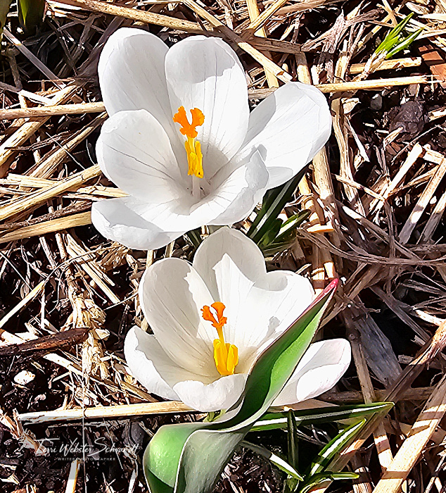 white crocus