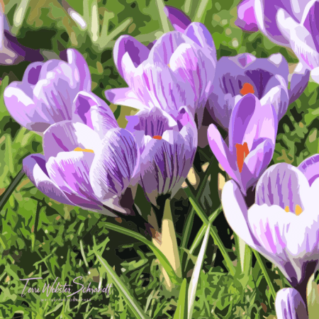 graphic crocus
