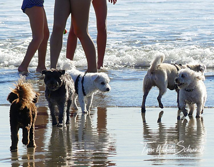 Sunday Stills: Until One Has Loved an&nbsp;Animal…