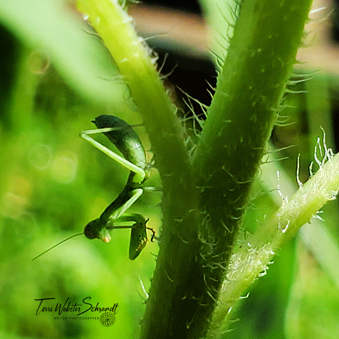 praying mantis