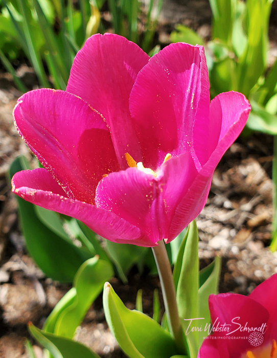 tulip