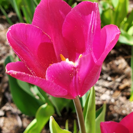 tulip