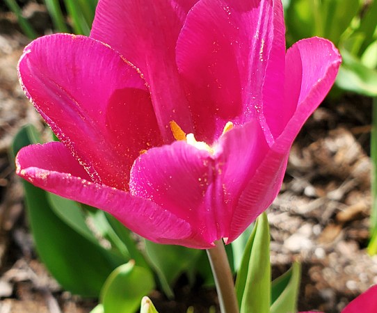 tulip