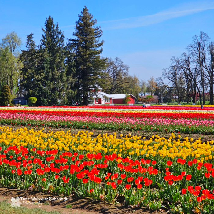 tulip farm house