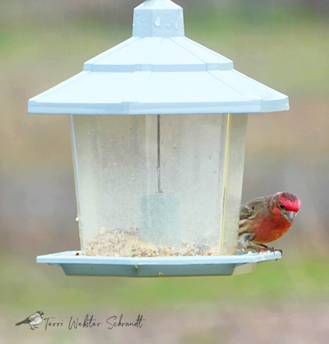 house finch