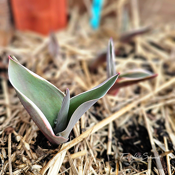 tulip sprout