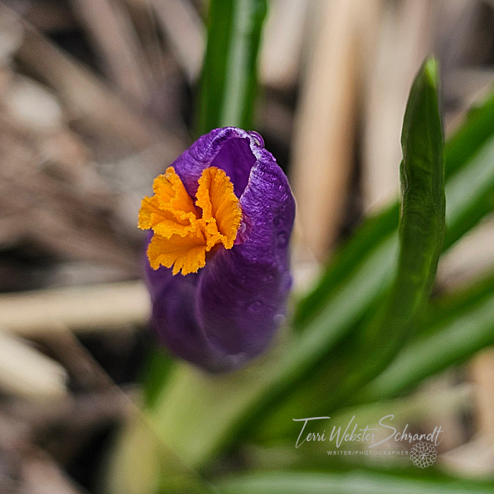 crocus