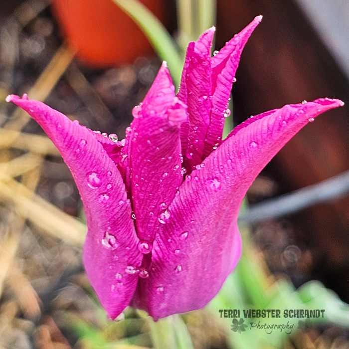 Wordless Wednesday: #Spring in My&nbsp;Backyard