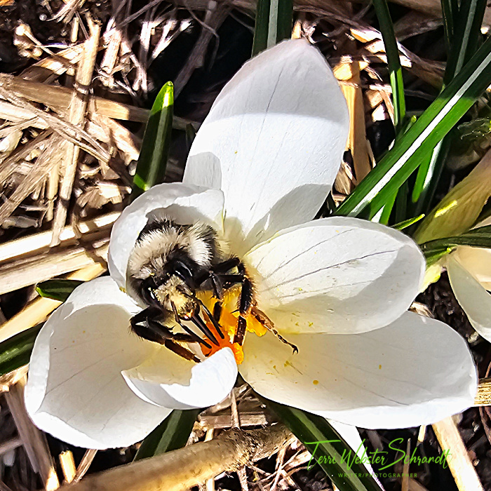 bee and crocus