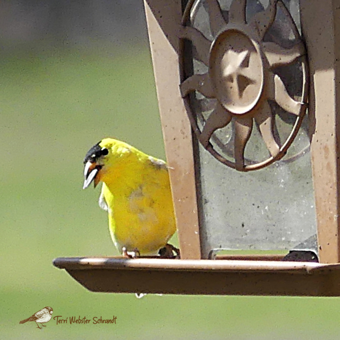 goldfinch