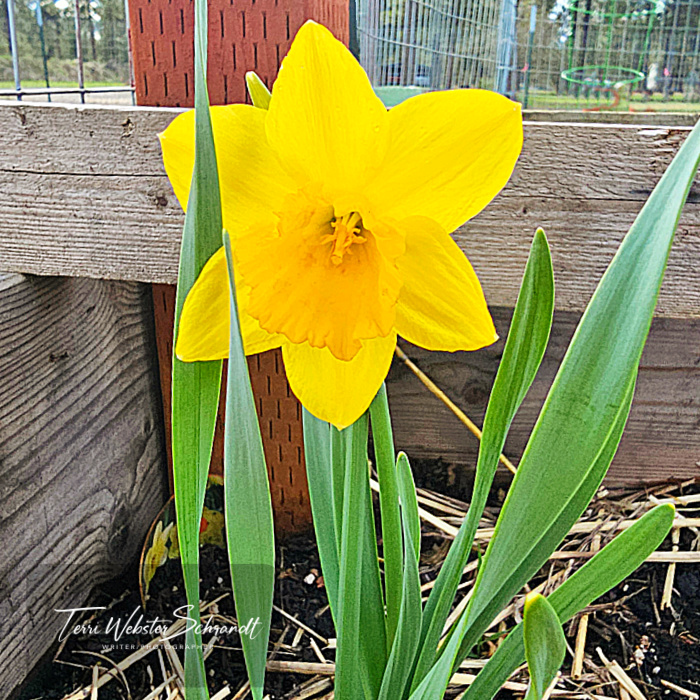 daffodil