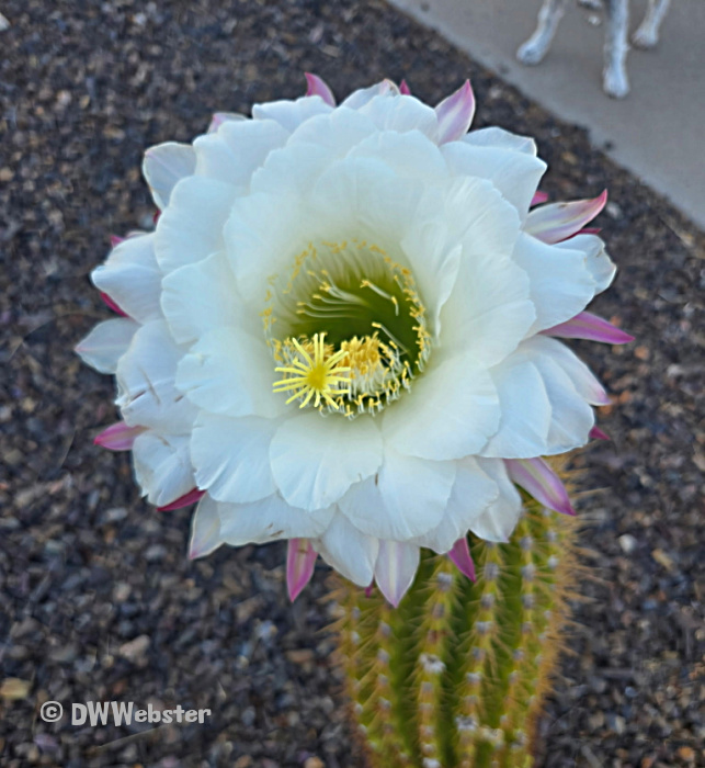 cactus flower