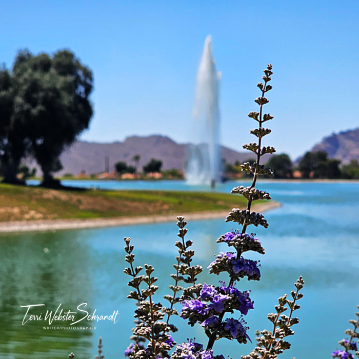 lavender and fountain