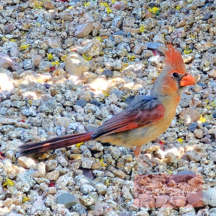 female cardinal