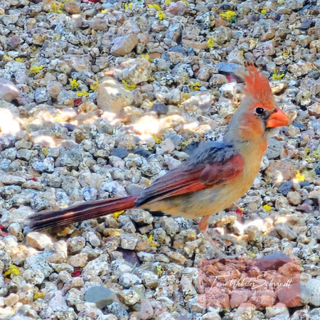 female cardinal