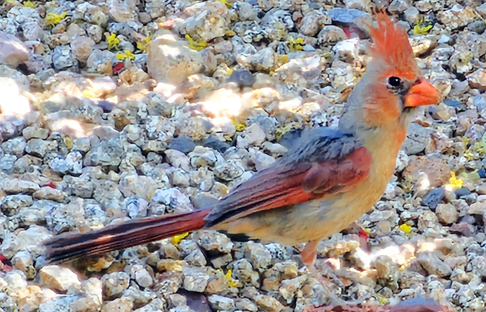 female cardinal