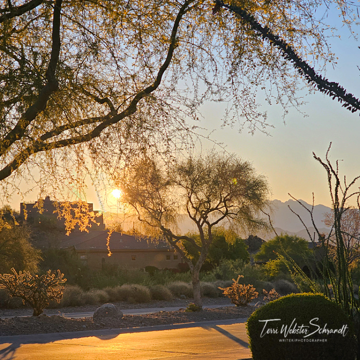 Wordless Wednesday: #Serenity in a Desert&nbsp;Spring