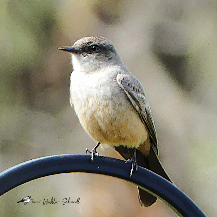Say's Phoebe