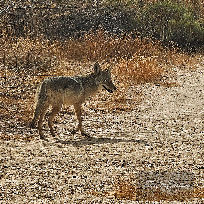 coyote trail