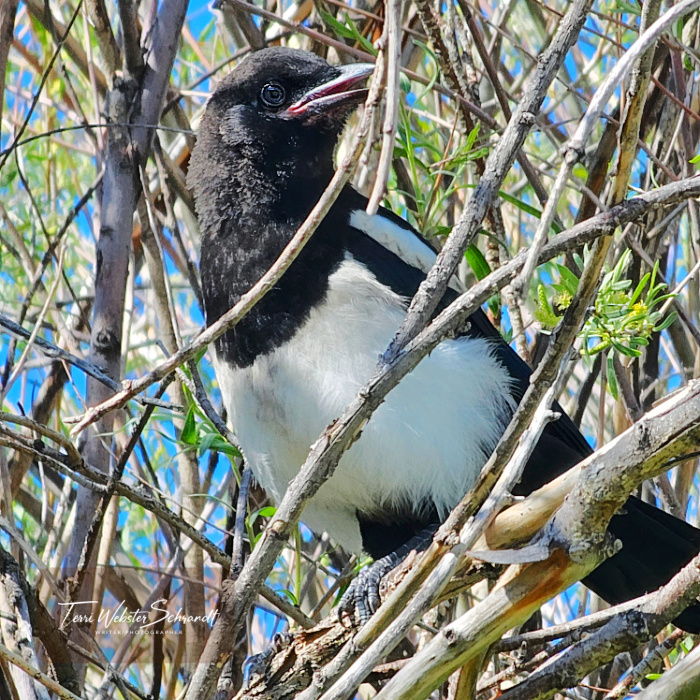 black and white magpie
