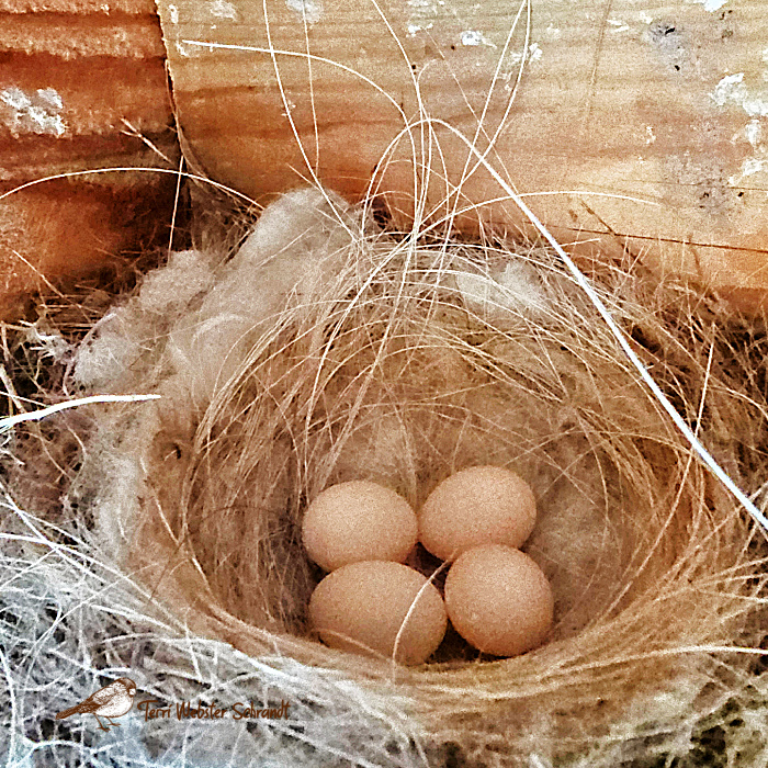 4 Phoebe bird eggs in nest