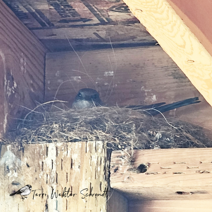 Phoebe in Nest