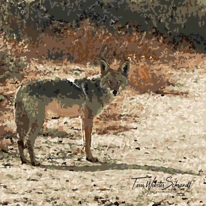 coyote