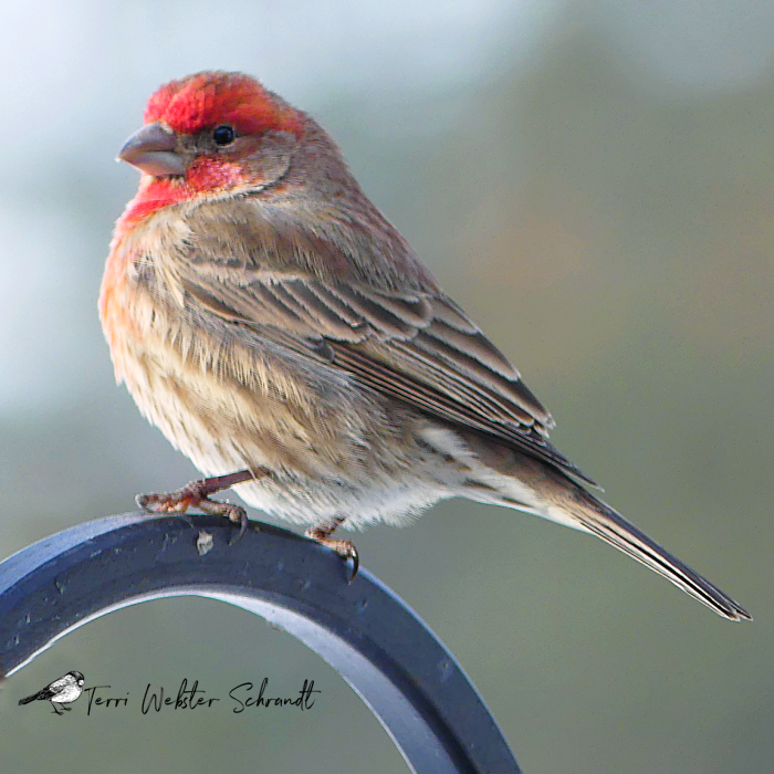 Redheaded male housefinch