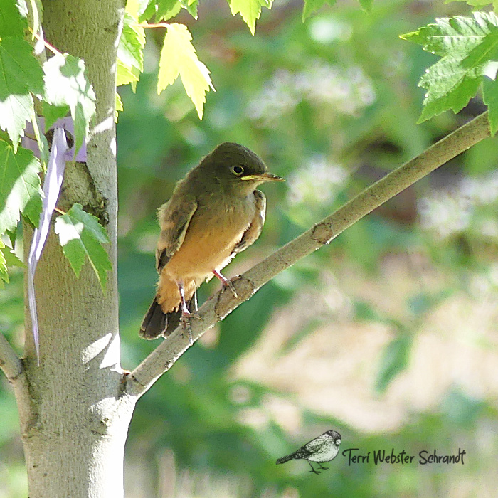 brown bird fledgling