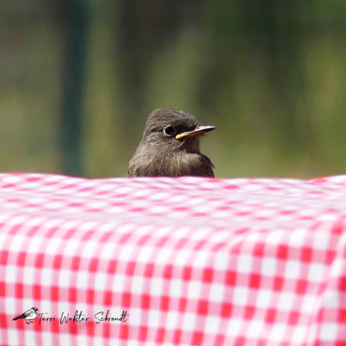 Fledged Phoebe