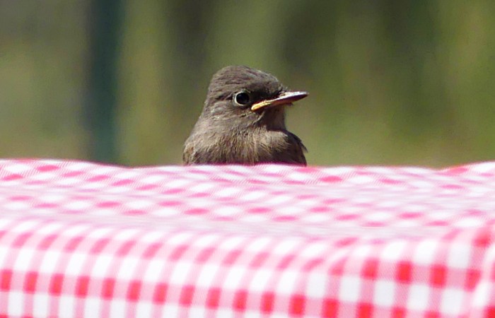 Fledged Phoebe