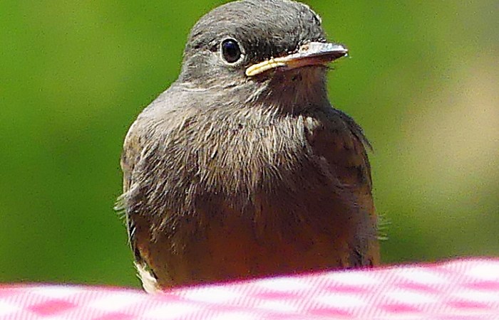 brown bird