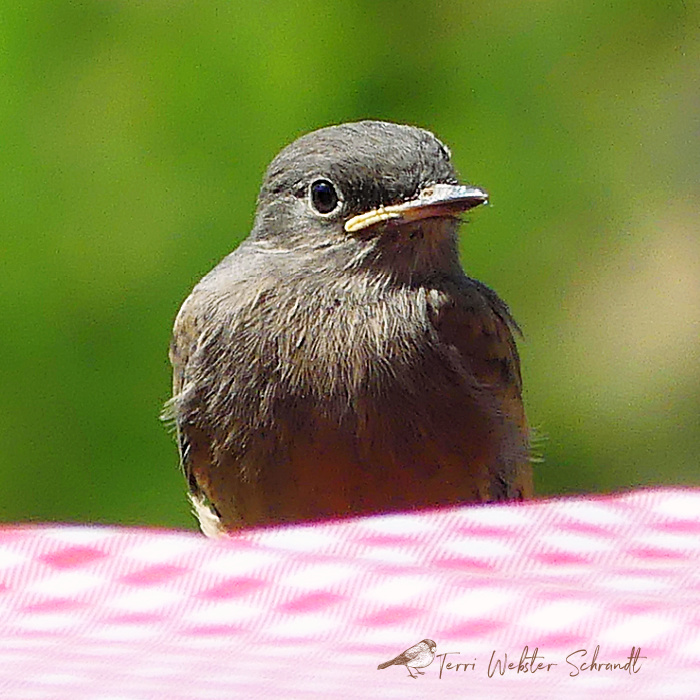 Sunday Stills: Fine #Feathered&nbsp;Friends