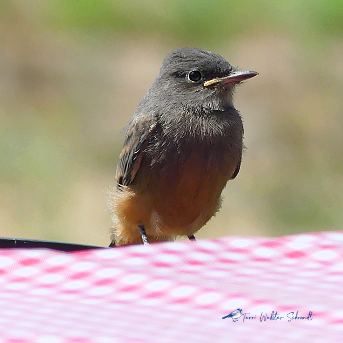 Fledgling Flycatcher