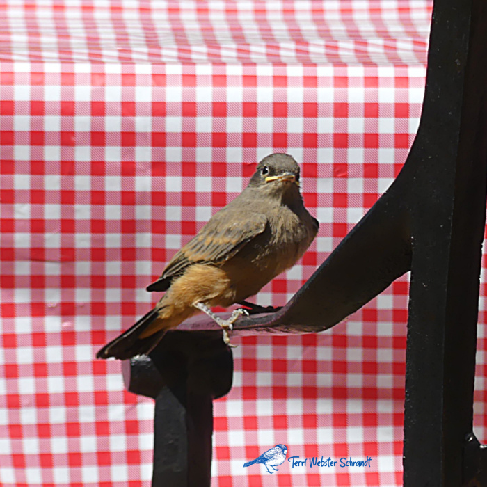 Flycatcher near table