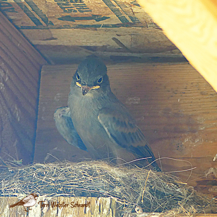 fledgling bird in nest