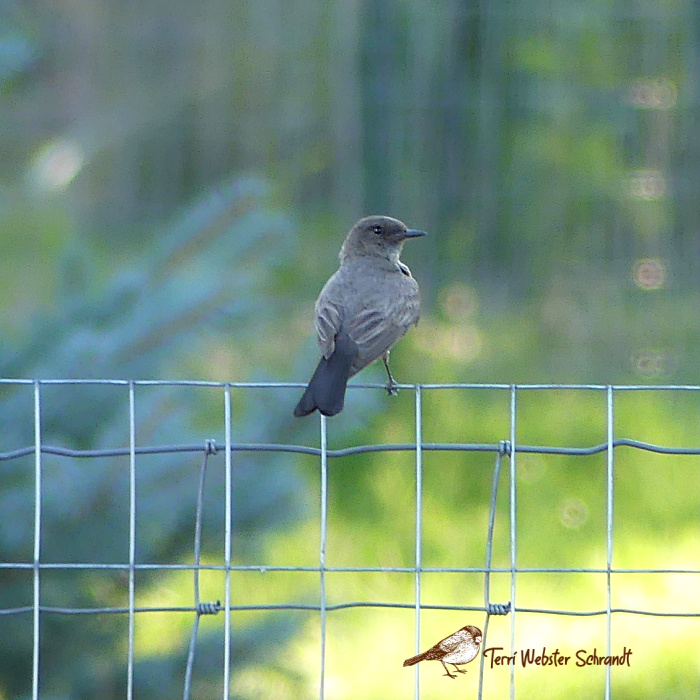 brown bird on fence
