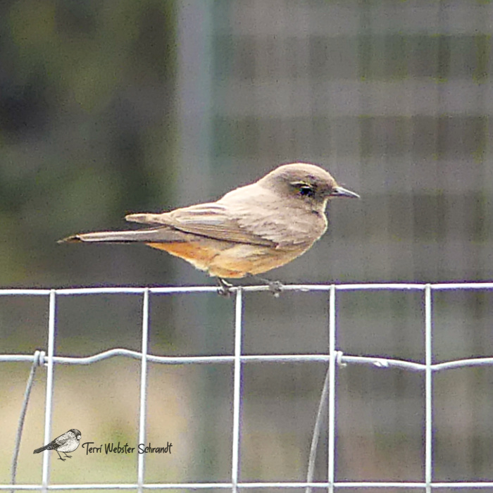 brown bird on fence