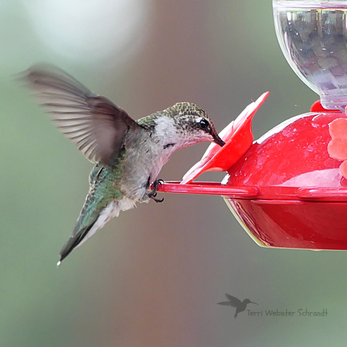 hummingbird at feeder