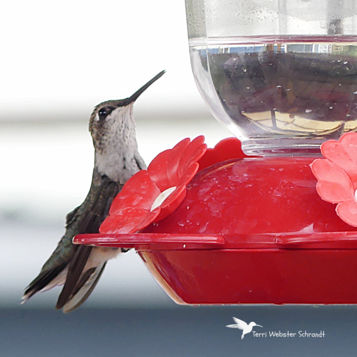 hummingbird at feeder