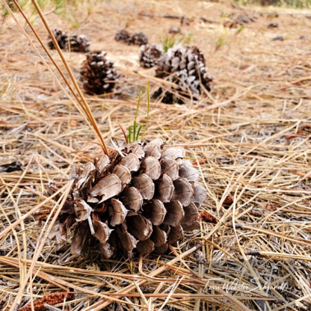 fallen pinecones